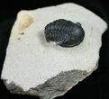 Slightly Curled Gerastos Trilobite - #11004-3